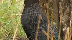 African Crested Guineafowl calling Wincent FSISS #bird #nature #wildlife | HAWI Studios