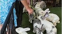 Tourist feeding rabbits!🐇 | Times Of Media