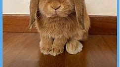 This Fluffy Bunny Is So Adorable!