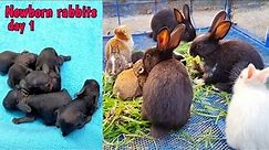 Baby Rabbits Grow Up - 1 To 19 Days