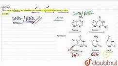 Give one difference between purine and pyrimidine nitrogenous bases. | 11 | CHEMICAL CONSTITUEN...