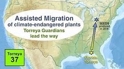 Assisted Migration of Climate-Endangered Plants - Torreya Guardians lead the way