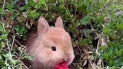 #cute #rabbit | Rabbit Cute Videos