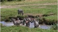 Grant's Zebra, equus burchelli boehmi, Herd standing at the Water...