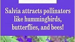Fun Facts About Salvia - Flower Gardener's Handbook