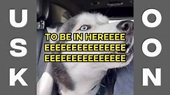 Funny Arguing Husky Videos! Dog Talks Back So Funny!