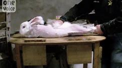 Rabbits SCREAM in pain as they are tortured on wool farm