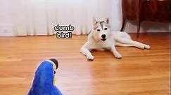 Husky Meets a TALKING Parrot! (Can they be friends?)