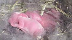 Adorable Newborn Baby Bunny Litter!