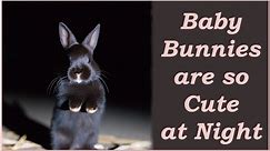 Adorable Midnight Moments: Baby Bunnies Being Irresistibly Cute in the Dark! 🌙🐰