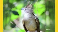 Birds of Thailand || Best Bird Songs || Ochraceous Bulbul #shorts #birds #nature