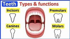 Types of teeth and its functions | incisors, canines , premolars and molars