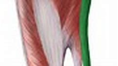 Musculus gracilis