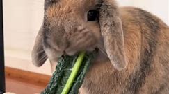 67_#bunny #hollandlop #rabbit #rabbitsoftiktok #hollandlopbunny #hollandlopbunny #trending #cute #fyp | Bunny Life