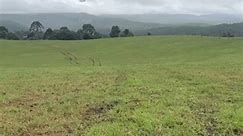 Getting Aussie drones to dump some rye grass seed on today 60kgs / hectare.To wet to plant any other way so this is a good option. | Ramon Devere