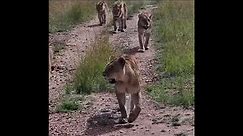 Rongai Lion Pride Looking for Food | 1 March 2024