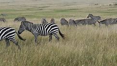 Grant's Zebra, equus burchelli boehmi, Herd walking through Savannah, Masai Mara Park in Kenya