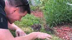 Man Coaxes Baby Bunnies out of Bushes