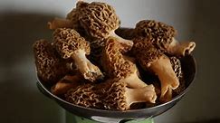 Magic of morels: 4 mushroom recipes to celebrate a good hunt