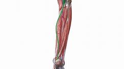 Plantaris muscle
