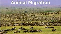 PPT - Animal Migration PowerPoint Presentation, free download - ID:218257