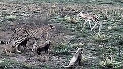 One Day Old Gazelle Fights off 4 Cheetah Cubs