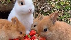 Adorable Bunnies To Make Your Day! 🐇🥺