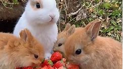 Adorable Bunnies To Make Your Day! 🐇🥺