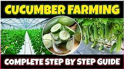 Cucumber Farming | How to grow Cucumber at Home | Cucumber Cultivation