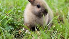 Rabbit Facts for Kids (All You Need to Know!)