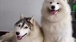 #husky #funny #funnyvideos #singinghusky #huskyhowling #huskyhowl #huskysoftiktok🐺🐺🐺 #viral #viralhumor😂😂 #dogs #doghusky❤️ #dogsoftiktok #siberianhusky #huskiesoftiktok #funnydogsoftiktok🐶 #funnydogvideos #fypシ