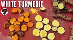 White Turmeric vs Yellow Turmeric - Different Types of Turmeric