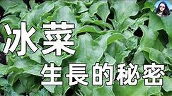 Special leafy vegetable: Ice plant 種好冰菜一定要知道的幾件事, 從育苗到收穫, 生長特點
