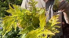 Autumn Fern is a tough fern for pots or beds in shade or semi shade. Winter hardy and colourful fronds that change colours with each season. , available in webshop https://pergolanurseries.ecwid.com ALL IRELAND DELIVERY 🚚 32 Counties WEBSHOP https://pergolanurseries.ecwid.com Pergola Nurseries Garden Corner, Virginia,Co Cavan A gardeners oasis of quality plants Open Tuesday to Saturday 10.30-6 Open Sundays 2-6 | Pergola Nurseries Garden Corner