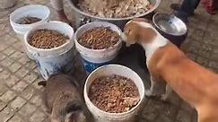 WOMAN COOKED FOR STRAY DOGS 🥺 #dog #dogs #doglover #respect #kindness #humanity #love #pets #animals #reels #reelsviral #reelitfeelit #fbreels #fbreelsvideo #reelsvideo #reelsfb #fyp #fypシ #foryou #foryourpage | Willy Vidz