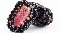 Blackberry Seeds: How to Grow Your Own Berry Bramble