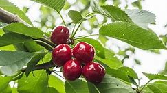 Dwarf cherry tree or bush cherry: which is best for your garden?