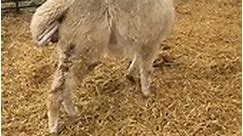 Dalscone Farm - 🚨🚨 Live Llama Birth!!
