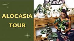 Alocasia Varieties Houseplant TOUR