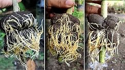3 Rooting example on plant