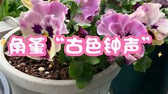 角堇“古色钟声”还挺漂亮。现在的角堇有很多丰富的品种，很多好看的花色，且有些品种都是花色多变。秋冬天，很多花友都喜欢种上几盆，它花期也很长，感觉至少可以开半年。