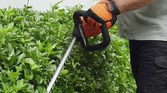 How to guide: The best hedges for garden privacy