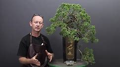 Bonsai Tree - It will be repotting time for Juniper...