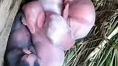 newborn baby bunny | Grafting Examples