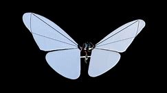 【自制】我做了一只真的可以飞的仿生蝴蝶
