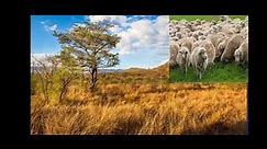 life in the temperate grasslands | veld in South Africa |class 7