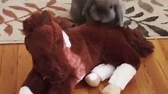 Appreciate - These two bunnies are the cutest fluffy pair!...