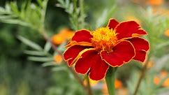 Tagetes: Ideale Pflanze im Gemüsebeet