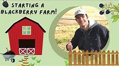 Starting a Blackberry Farm! How to Plant and Trellis Kiowa Blackberries