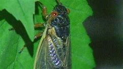 Parts of Maryland to see one of the cicada broods coming this year
